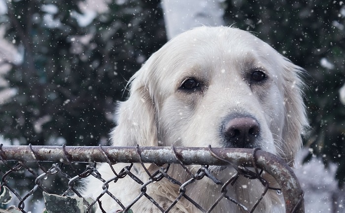 chien Golden hiver Photo ShamelessMartin via Pixabay
