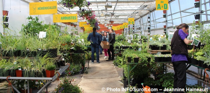 hemerocalles plantes fleurs arbustes CFPdesMoissons Photo INFOSuroit-Jeannine_Haineault