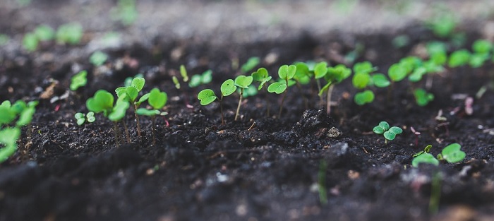 semis argula semences fiens herbes jardin Photo Kaboompics via Pixabay
