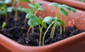 semis semences jardinage plants radis Photo Akuptsova via Pixabay
