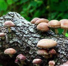 champignons arbres secteur agroforestier Coop Unifrontieres photo courtoisie Coop
