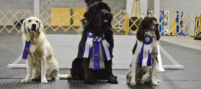 competitions concours obeissance chiens photo courtoisie centre sportif Valleyfield