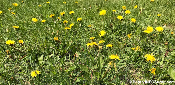 pelouse gazon pissenlits mauvaise herbe Copyright photo INFOSuroit