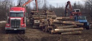 secteur agroforestier Coop Unifrontieres coupe de bois photo courtoisie coop
