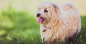 chien medaille licence gazon Photo Pexels via Unsplash CC0