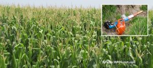 agriculture champ ble Photo INFOSuroit et canon effaroucheur Photo courtoisie VC