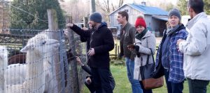 sejour-exploratoire-Haut-St-Laurent-2016-ferme-alpagas-Photo-courtoisie-MRC