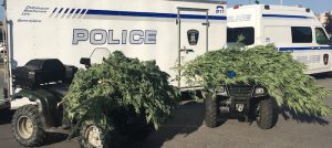 police operation cisaille 2017 cannabis saisie Photo courtoisie