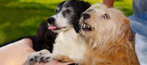 animaux deux chiens Photo Kapa65 via Pixabay CC0