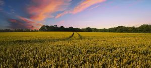 agriculture champ ciel coucher de soleil Image courtoisie RIMAS