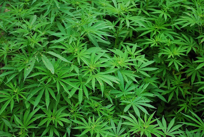 cannabis marijuana feuilles plante photo RexMedlen via Pixabay CC0 et INFOSuroit