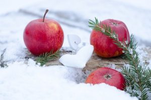 pommes hiver neige agroalimentaire photo Flyfishinghut via Pixabay CC0