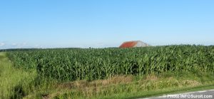 agriculture champ de ble mais Vaudreuil-Soulanges photo INFOSuroit