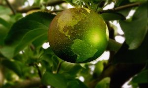 ecologie environnement arbre pomme planete visuel Geralt via Pixabay CC0 et INFOSuroit_com