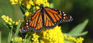 papillon monarque insecte fleur jaune photo BBarlow via Pixabay CC0 et INFOSuroit_com