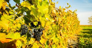 Vignoble-J_O_Montpetit-vignes-photo-courtoisie-CLD-BS-tourisme