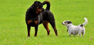 animal parc chien rottweiler et hybride photo Alexas_Fotos via Pixabay CC0 et INFOSuroit