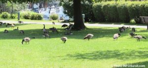 bernaches du Canada outardes oiseaux migrateurs parc Delpha-Sauve Valleyfield Photo INFOSuroit