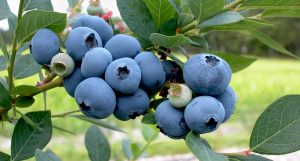 bleuets petits fruits grappe photo Skeeze via Pixabay CC0 et INFOSuroit