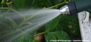 eau_potable-arrosage-arbustes-plantes-fleurs-Photo-INFOSuroit-Jeannine_Haineault