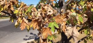 jeune arbre canicule secheresse canicule photo courtoisie Ville Valleyfield