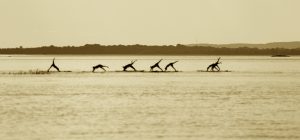 SUP Yoga avec equipe SUP_Shop a Chateauguay Copyright photo SUP_Shop via Alexis_DeGheldere