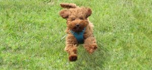 chien labradoodle caniche et labrador parc a chiens parc canin photo Karen1219 via Pixabay CC0 et INFOSuroit