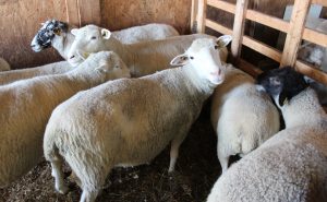 portes ouvertes sur les fermes agneaux photo UPA_Monteregie