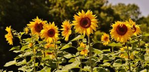 tournesol fleurs semences graines photoAlexas_Fotos via Pixabay CC0 et INFOSuroit