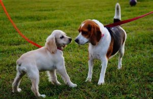 chiens en laisse parc canin photo Gerson_Rodriguez via Pixabay CC0 et INFOSuroit