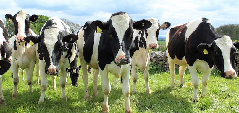 vaches laitieres bovins Holstein photo CallyL via Pixabay CC0 et INFOSuroit