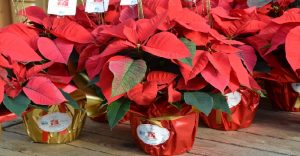 Poinsettias fleurs noel photo via mspvs