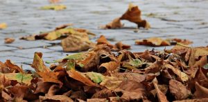 automne feuilles mortes entree photo Pixel2013 via Pixabay CC0 et INFOSuroit