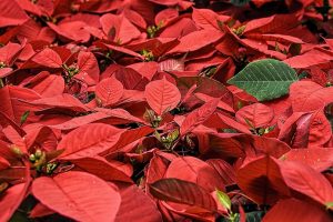 poinsettias fleur de Noel temps des fetes photo StevePb via Pixabay CC0 et INFOSuroit