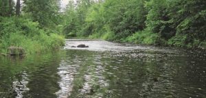 riviere cours_d_eau nature faune photo courtoisie organisme Ambioterra