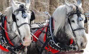 cheval chevaux hiver caleche carriole photo Scrapbookingfanatic via Pixabay CC0 et INFOSuroit