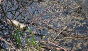 riviere nature eau pollution photo AJP_Photography via Pixabay CC0 et INFOSuroit