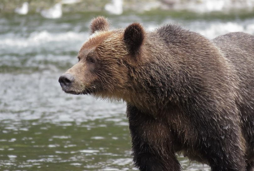 Ours Copyright photo Anne_Josee_Laquerre photo via Musee regional VS