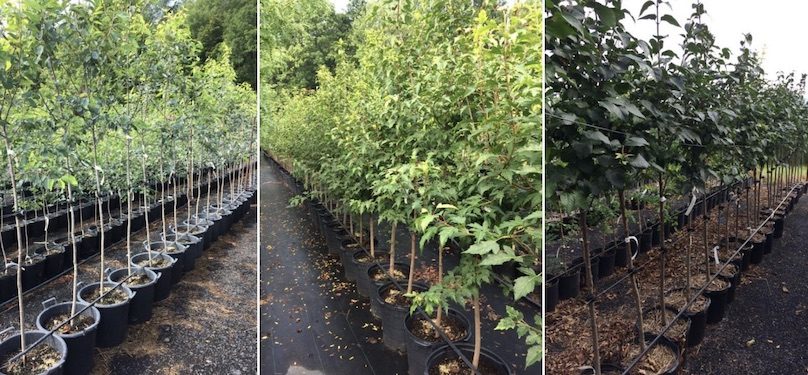 arbres distribution Ville Mercier Amelanchier Erable et lilas photos courtoisie VM