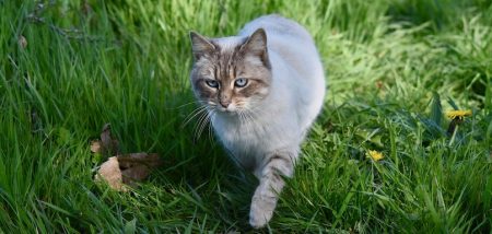 chat en nature photo Jaclou-DL via Pixabay et INFOSuroit