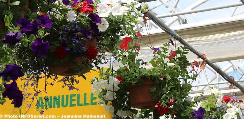 expo-vente Moisson_en_fleurs annuelles photo JH INFOSuroit