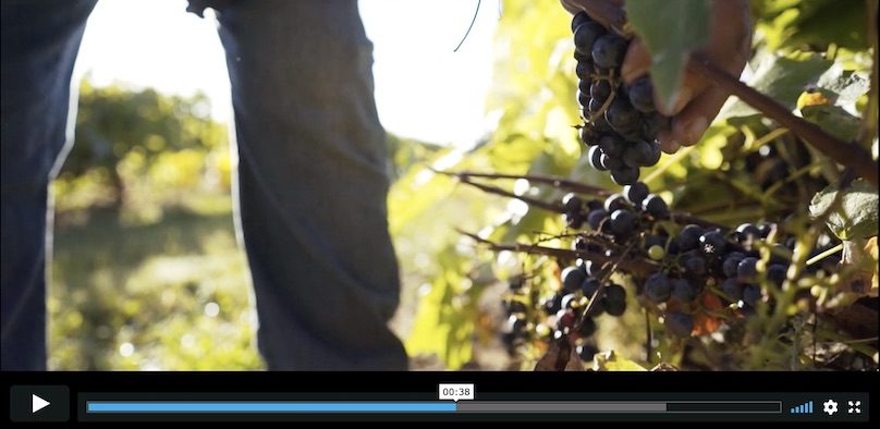 extrait video Vignoble J_O_Montpetit via Vimeo Creation_Webson