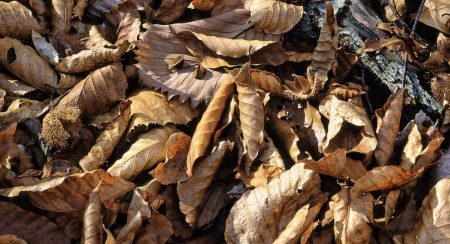 feuilles mortes residus verts photo Kanenori via Pixabay et INFOSuroit