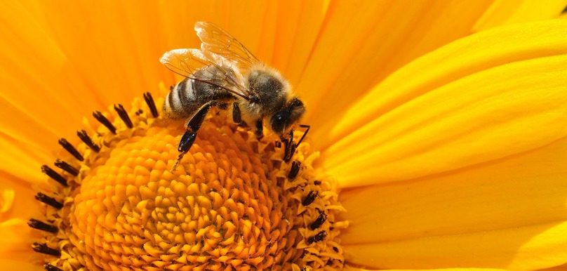 pollen abeille fleur photo Katja via Pixabay et INFOSuroit