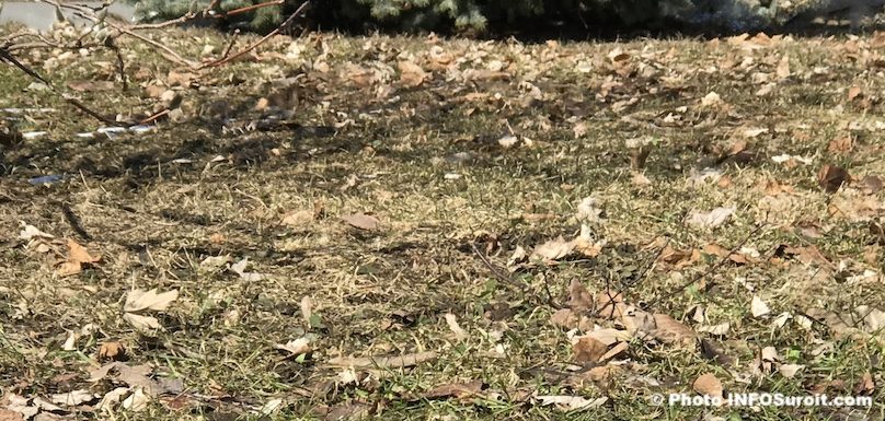 terrain a nettoyer au printemps pelouse feuilles mortes herbe photo INFOSuroit