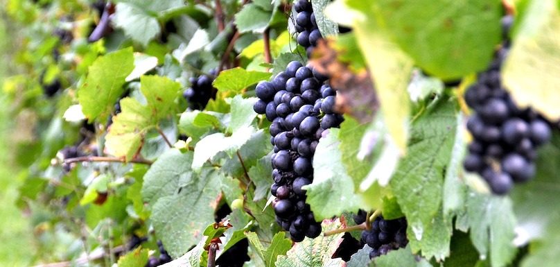 vignes raisins arbustes photo Milpek75 via Pixabay et INFOSuroit