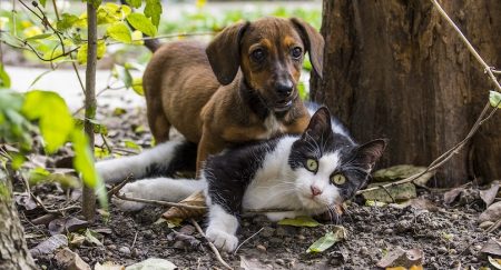 chien et chat photo IlyEssuti via Pixabay et INFOSuroit