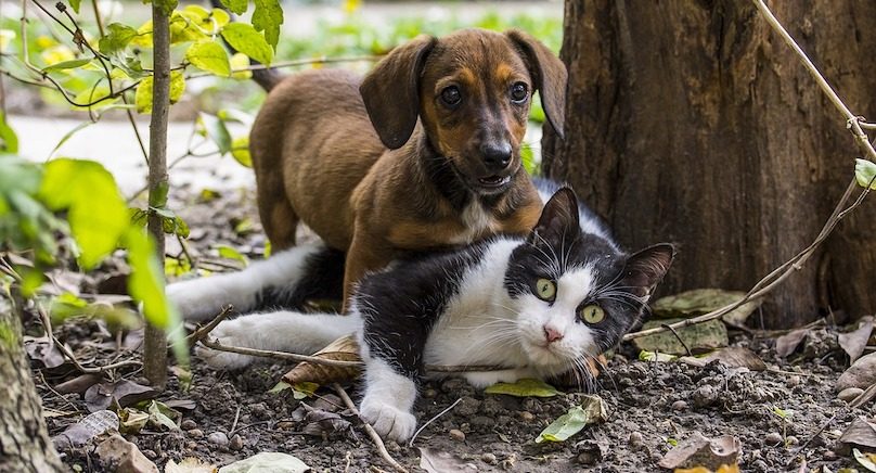 chien et chat photo IlyEssuti via Pixabay et INFOSuroit