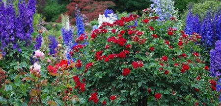 jardins fleurs amenagement paysager photo MaryBettiniblank via Pixabay et INFOSuroit