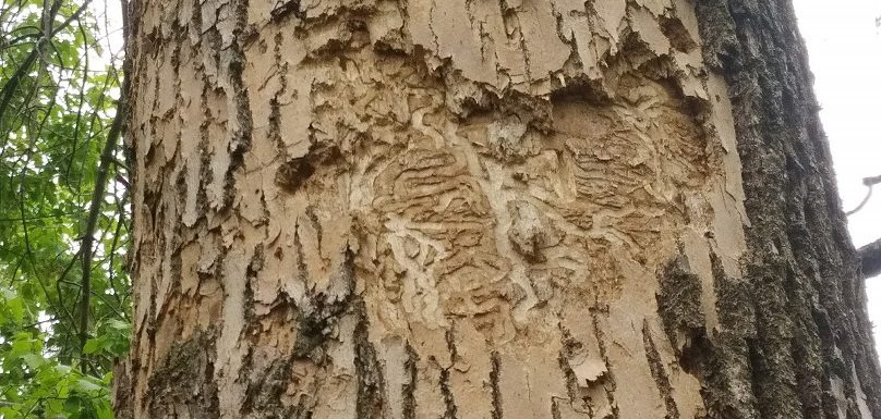 arbre agrile du frene photo via Ville Vaudreuil-Dorion